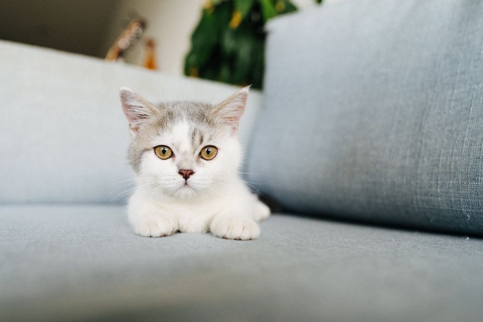 A small, fluffy dog with light tan and gray fur is resting on a floral-patterned sofa in a well-lit room. The sofa has a white background with pink and green flowers, and the dog is positioned towards